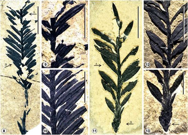 ϷִɼʯȷΪ֡غɼSequoia maguanensis