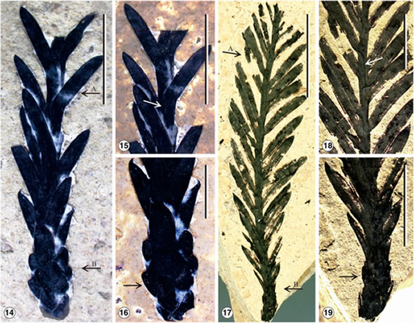 ϷִɼʯȷΪ֡غɼSequoia maguanensis