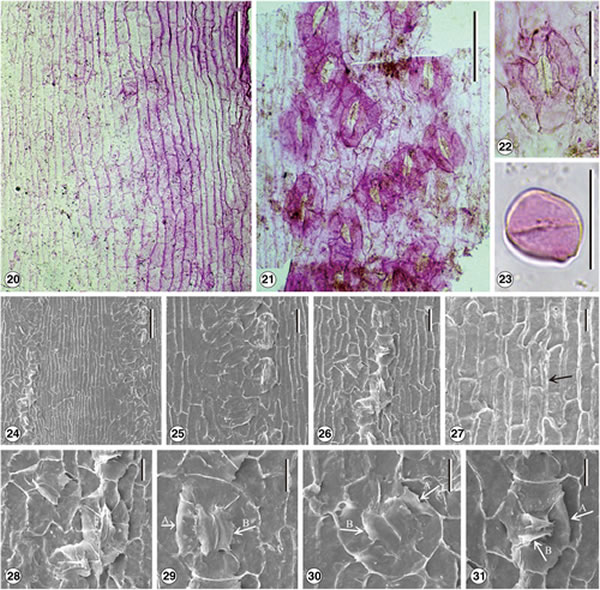 ϷִɼʯȷΪ֡غɼSequoia maguanensis