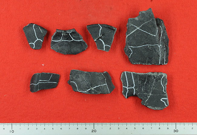 1.2亿年前阿杜库斯龟属新种“千石峡阿杜库斯龟”化石