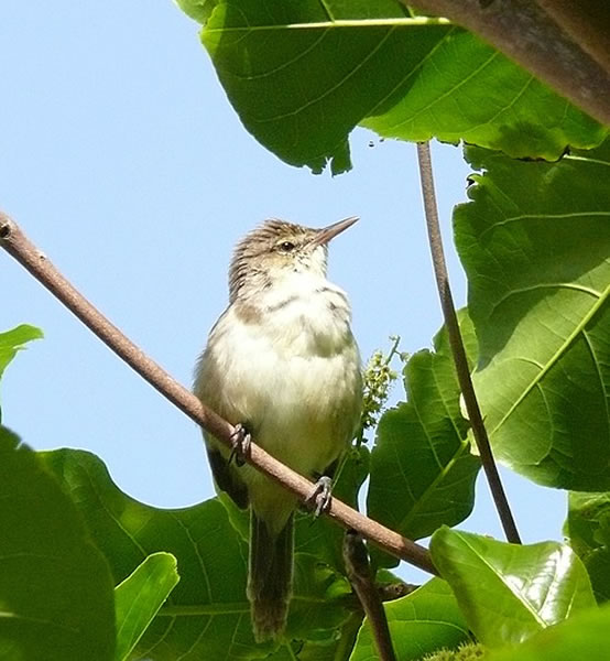 慢性感染可缩短大苇莺的寿命及端粒
