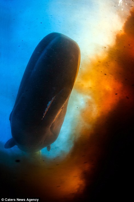 加勒比海多米尼克海域抹香鲸对着潜水员发射粪弹