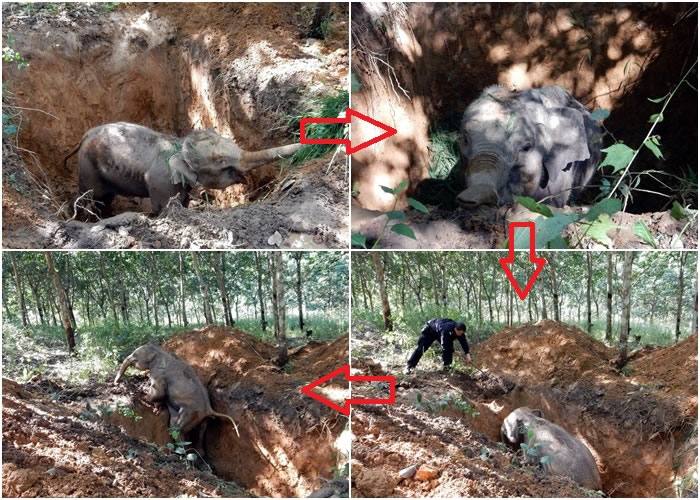 小象不慎堕坑(左上),村民投草引开小象注意(右上),民警挖开泥土引领下(右下),小象终逃出土坑(左下)。