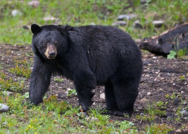 ��4ֻ�ܳ�����������շ�����˥�߶�����