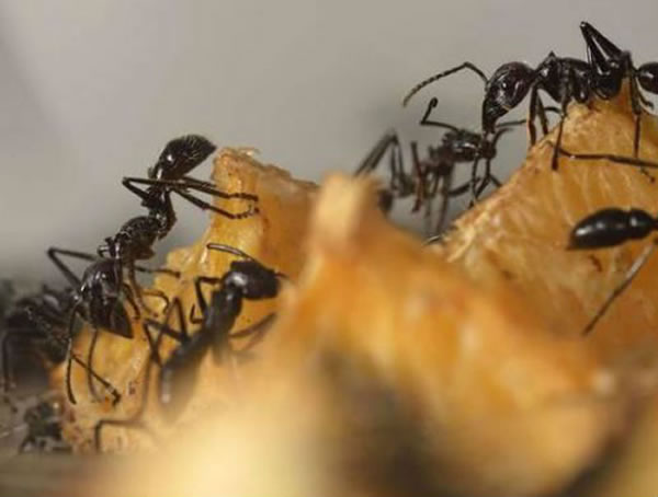 研究蚂蚁世界为何没有拥堵能够让人类了解如何