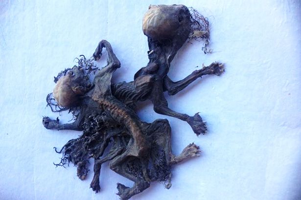 ���������˷�����ֻ�����Ǵ�˵�������޳�û����Ѫ���׿�ؿ���������ʬ��