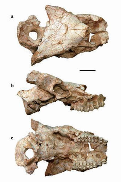 ���Ը���������صĴ����¹��Euprox grandis��ͷ�ǻ�ʯ�����ͱ걾�����ؿ���ͼ)