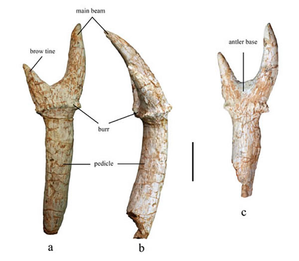 ���Ը���������صĴ����¹��Euprox grandis��¹�ǻ�ʯ�����ͱ걾�����ؿ���ͼ)