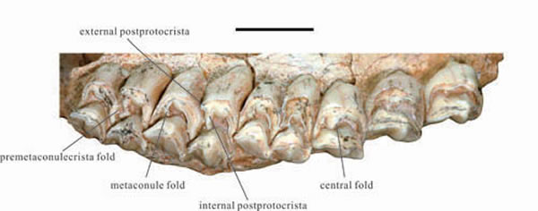 ���Ը���������صĴ����¹��Euprox grandis�����ݻ�ʯ�����ͱ걾�����ؿ���ͼ)
