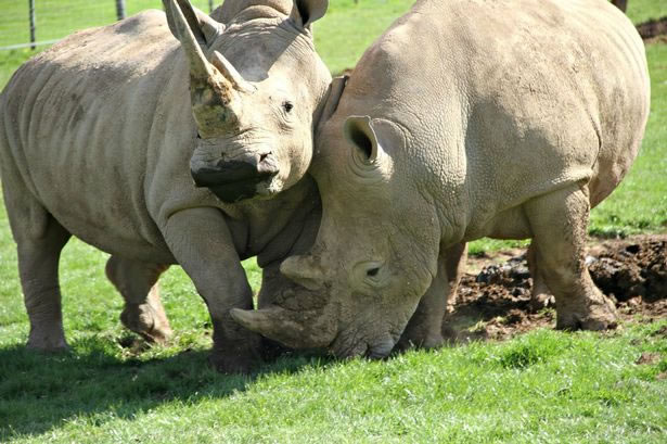 英国诺亚方舟动物园将对一对珍稀白犀牛使用动物伟哥药物帮助它们自然交配受孕