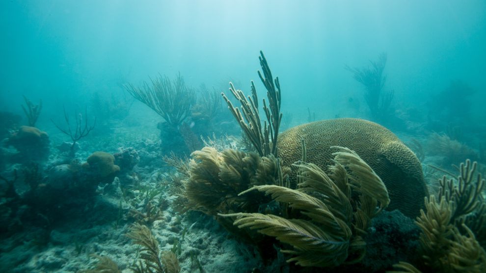 美国本土外海唯一的堤礁沿着佛罗里达州沿海延伸300海里,不但保护着海岸,也带来每年数十亿美元的观光收入。 Photograph by Spencer Mills