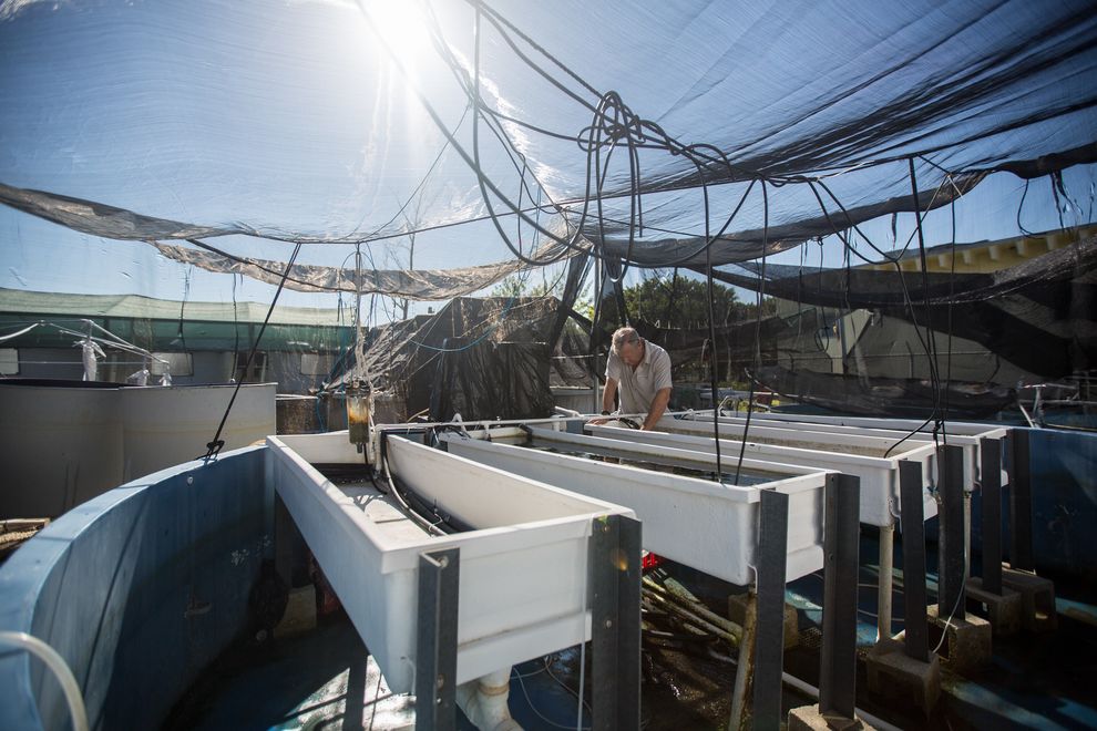 任教于迈阿密大学「罗森陶海洋及大气科学院」的Chris Langdon注视着水箱里的珊瑚。他正在监测这些珊瑚,以了解珊瑚在各种酸碱值及温度的水中复原的情形。 P