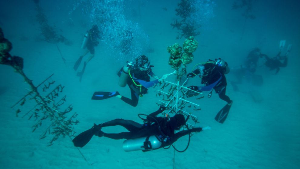 高中学生与珊瑚复育基金会的工作人员一起工作,从一处近海培养场挑选鹿角珊瑚,打算放置在佛州伊斯拉摩拉达附近的岩礁上。 Photograph by Spencer