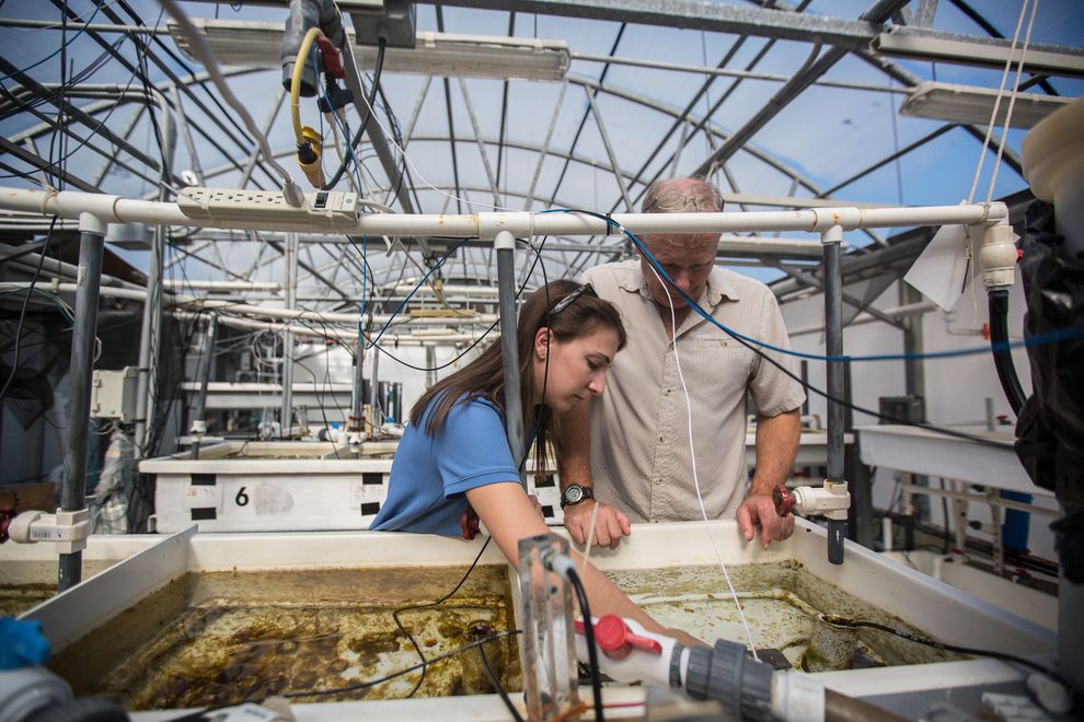 Erica Towle协助Langdon监测珊瑚水箱。 Photograph by Spencer Millsap, National Geographic