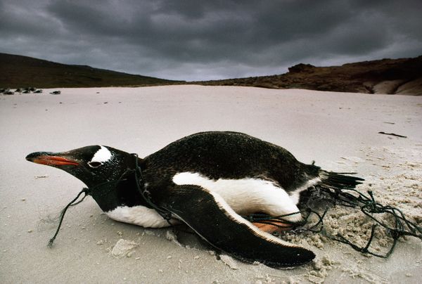 2011�꣬һֻ�Ͳ���​​��챻������ס��ſ�ڸ�����Ⱥ����ɳ̲�ϡ�