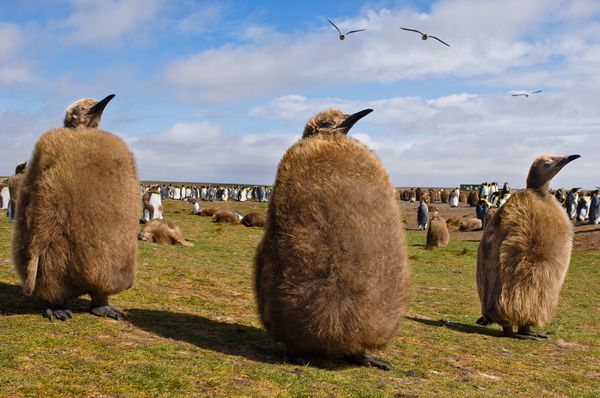 ������Ⱥ���ϣ���ֻ�����ڵĹ�������׳��ſ�Ƭ�̡�