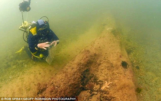 有专家猜测称,这片森林可能是冰盖融化、水平面上升120米后被完全淹没的。