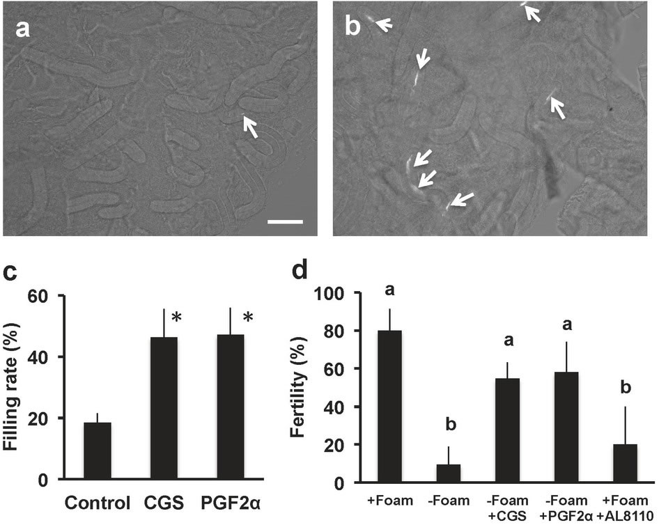 日本研究人员弄清鸟类独特的受精机制