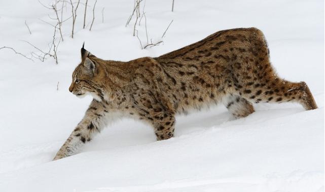 研究发现一些大型哺乳动物在苏联解体之后数量锐减,图为猞猁