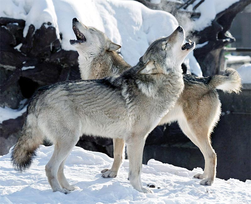 研究发现一些大型哺乳动物在苏联解体之后数量锐减,图为灰狼