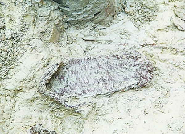 ���������Խ����������ַ�����ֳ����ֵĲ�Ь