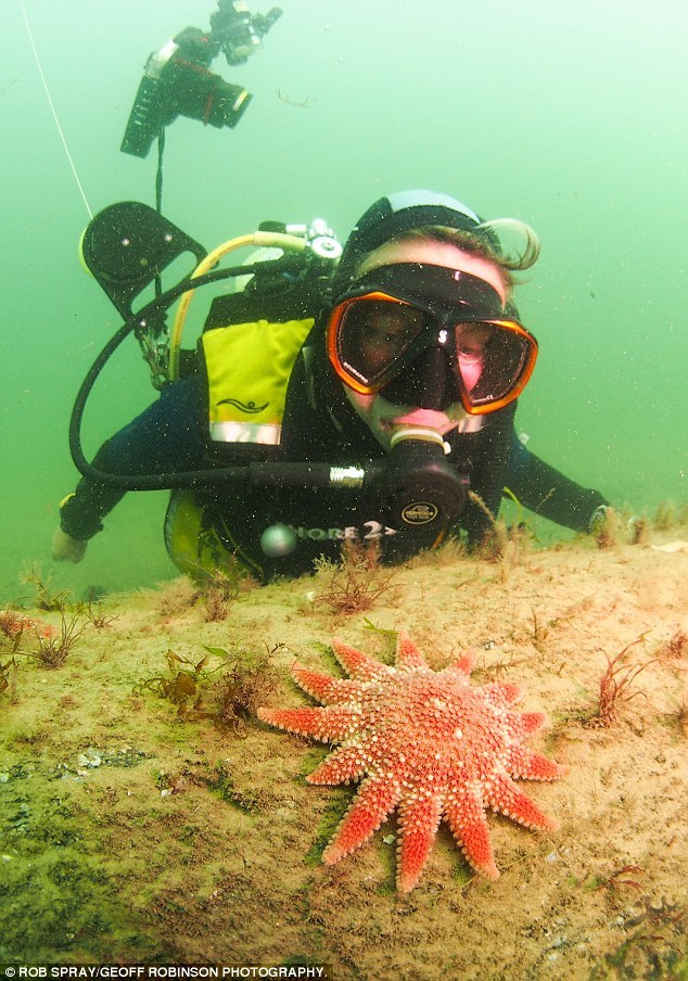 这位在北海潜水约有16年的潜水员表示:“发现这座古老的橡树森林,叫我激动万分。你根本想不到在快速潜水时竟会发现一座森林。”