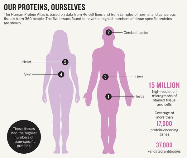 ����һ��Science�����������൰����ͼ�׵Ĵ�������