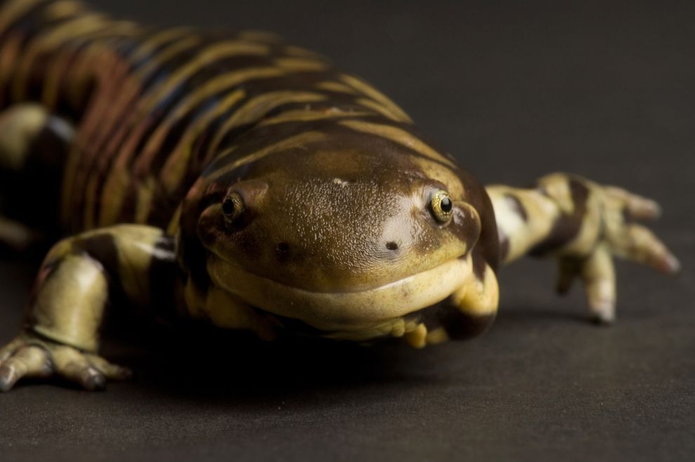 这只在美国堪萨斯州威契托市塞治威克郡动物园的虎皮蝾螈看起来好像在微笑。 Joel Sartore, National Geographic