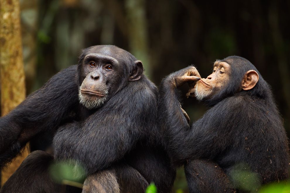 西部黑猩猩是黑猩猩的一个亚种,图中几内亚比索森林中的两只西部黑猩猩在互相理毛。 Fiona Rogers, Shah Rogers Photography/Co