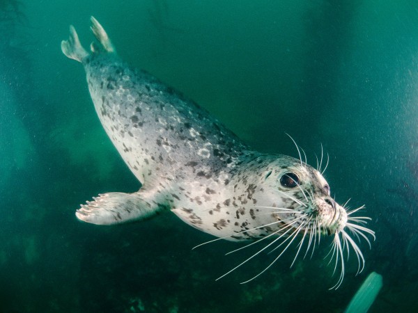 斑海豹利用胡须探测其猎物制造的波纹从而追踪远处的鱼