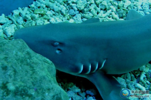 长大后之点纹狗鲨。(图/屏东海生馆)。