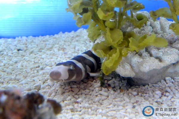 小时候之点纹狗鲨酷似「布鲁托」。 (图/屏东海生馆)