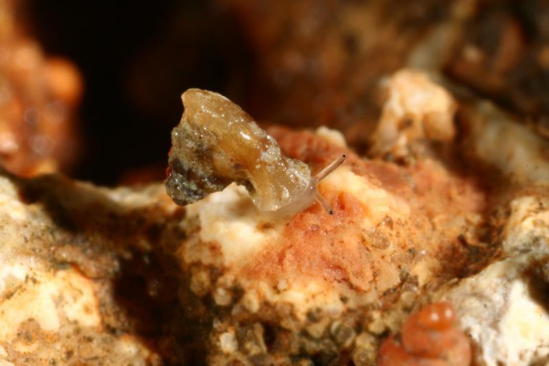 白天的时候,迷你的垦丁高口蜗会在裸露的石灰岩山壁上休眠,晚上或是雨天就会爬出来活动,一般认为它们以石灰岩山壁上的地衣和苔藓维生。图片来源:垦丁国家公园