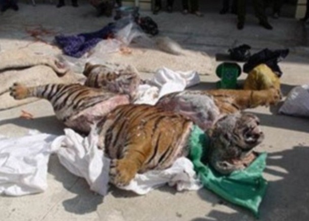 Խ�ϻ����ط�ʬ�ϻ� �ɺڎ���������ҩ