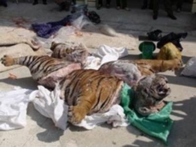 美国南犹他州发现两种三角龙近亲恐龙化石 - 神