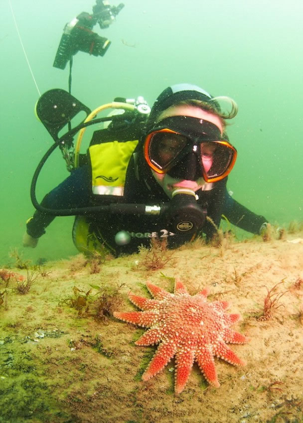 树木已成为海洋生物的居地