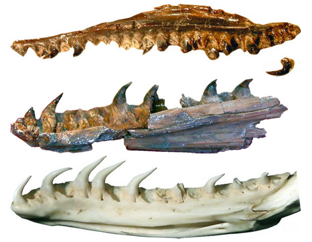 ����1.7����ǰ�����໯ʯ ӵ��������