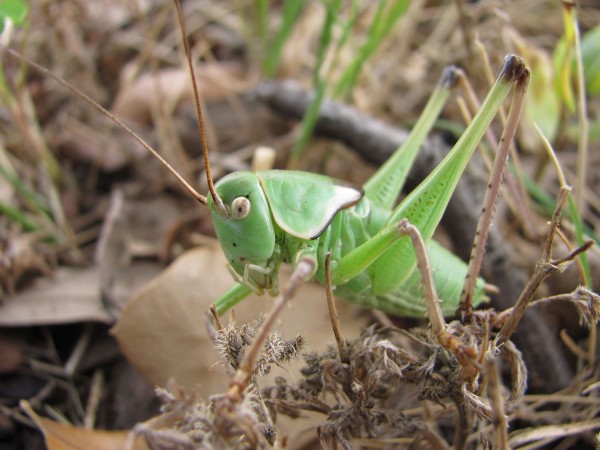 ��ѧ��Ŀ�ô�������򳱳�������ʬ��Ϊʳ