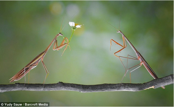 ������û���ż����̬��Ӱ�����������߱���������٣�