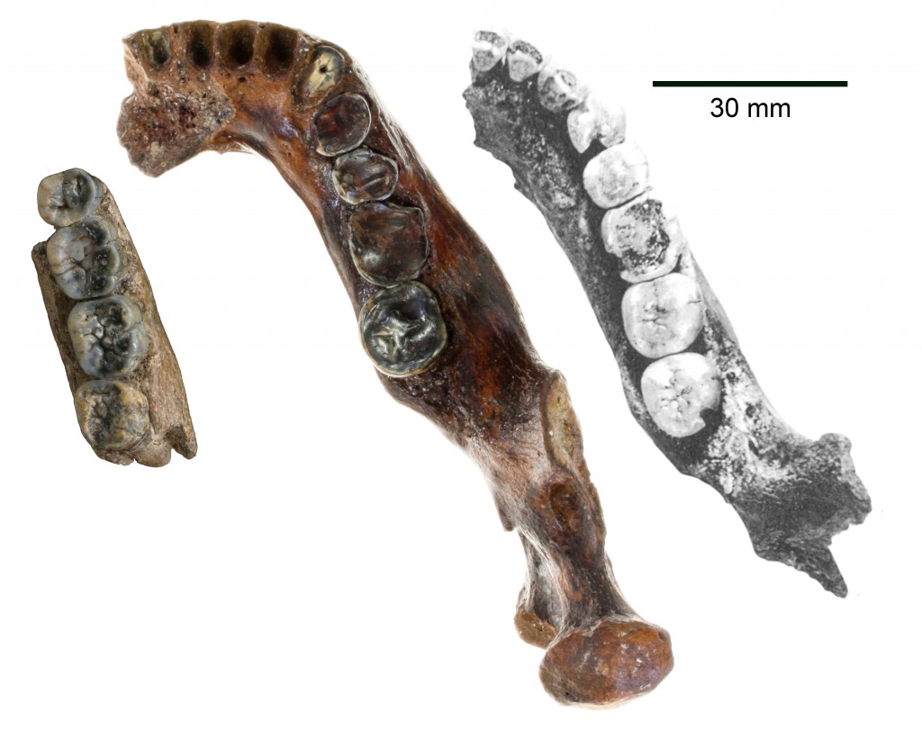 相较于相似年代在大陆各地所发现的直立人，澎湖原人（中）具备较为原始的特征，具有发达粗壮的下颚骨，发达膨大的第二臼齿。印尼的爪哇原人（左）、北京原人（右）。图片来