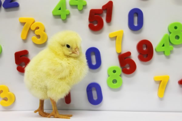 鸟类在空间中排列数字的能力与人类相同