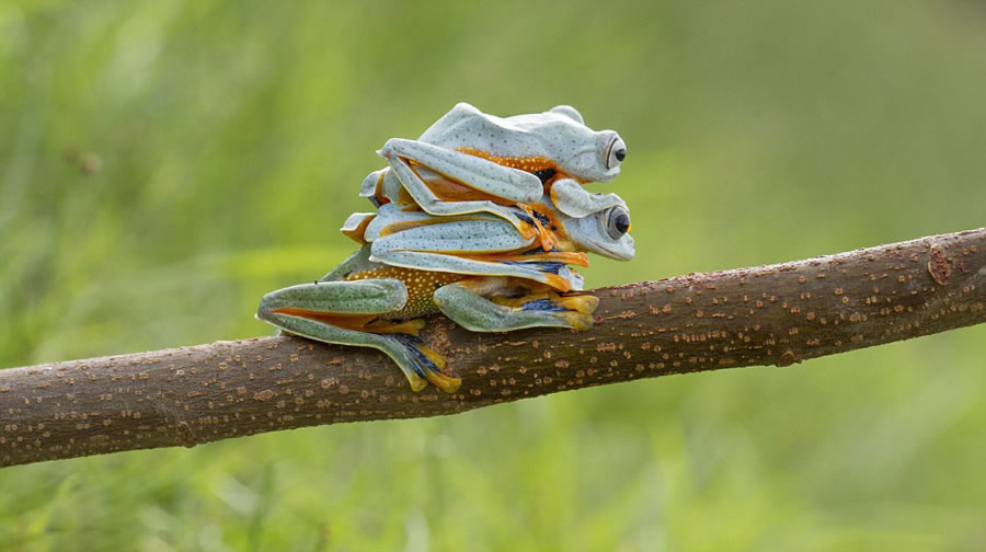 ӰʦHendy Mpӡĵֻܡ޺ĸЦ