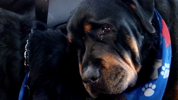 ��������ͼ������Ȯ�Ĵ����𣺹��ܵ��ۿ����������ֵ�����