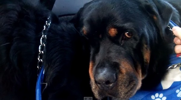 �������˰�ο����Ҫ��վ��������Ҳ���������š�