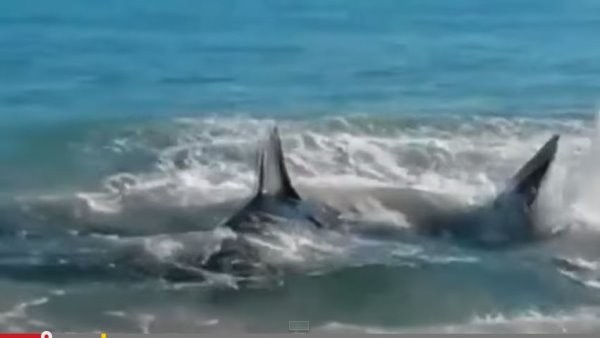 4米长鲨鱼在澳洲克罗内申海滩不断摆尾、挣扎 科学家验尸时才发现是被海狮给噎死