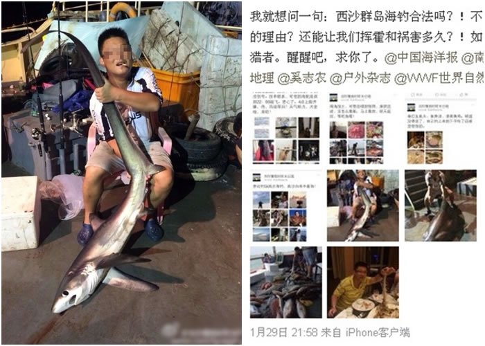 中国人组团捕猎濒危的长尾鲨等海上珍贵生物,引来网民狠批。