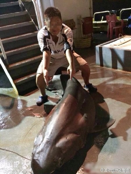 网民批评破坏西沙者是旨在炫耀自己的地位