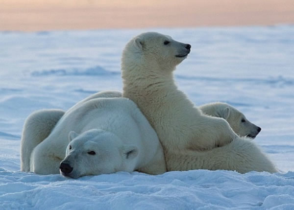 ����ѧ�ҷ��֣������ܽ��ƻ�ɢ������Ũ�ҡ���ѧ���ѩ�����¡���ζ����ӡ��