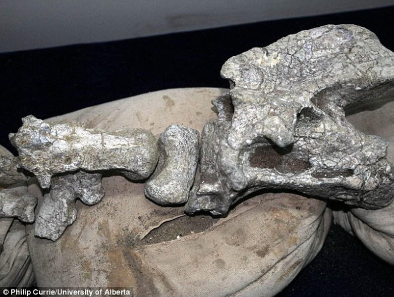 这是巨大的椎骨化石,据悉,綦江龙骨骼首次被挖掘是建筑工人施工时发现的。