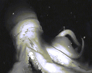 位于加州太平洋格罗夫镇上的斯坦福霍普金斯海洋站的科学家拍摄了一段惊人的视频，捕捉到了巨型洪堡鱿鱼身体发出多色“闪光”的罕见情景。视频中还显示了这种深海生物极富攻